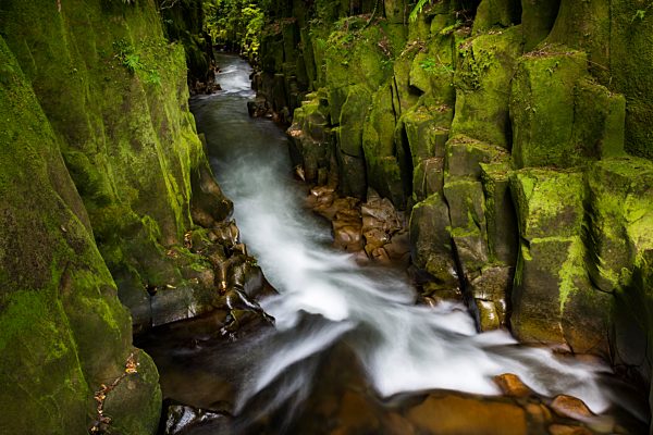 Fluss fließt durch Te Whaiti Nui a Toi Canyon, Regenwald, Whirinaki Forest, Nordinsel, Neuseeland, Ozeanien