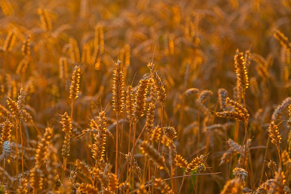 Ähren vom Weizen (Triticum aestivum) auf einem Weizenfeld im abendlichen Gegenlicht, Getreideanbau, Dippoldiswalde, Sachsen, Deutschland, Europa