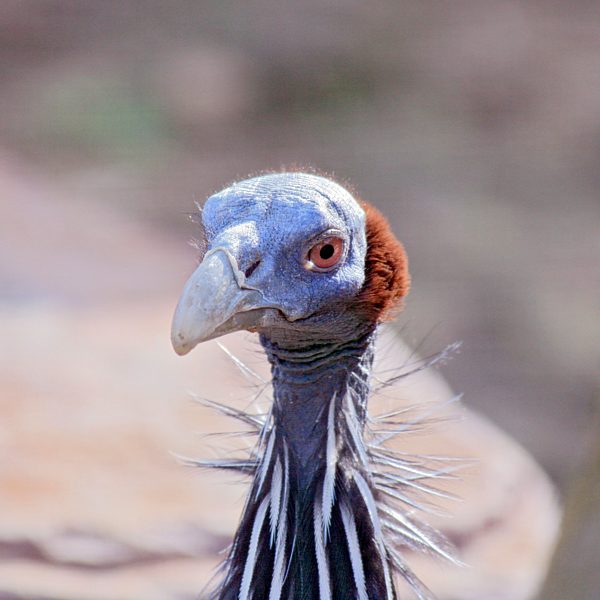 Geierperlhuhn, Acryllium vulturinum, Portrait
