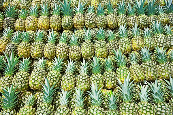 Geerntete Bio-Ananas, Sarapiqui, Costa Rica, Mittelamerika
