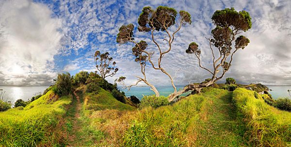 New Zealand Christmas tree (Metrosideros excelsa), near Russell, Bay of Islands, Nordinsel, Neuseeland, Ozeanien