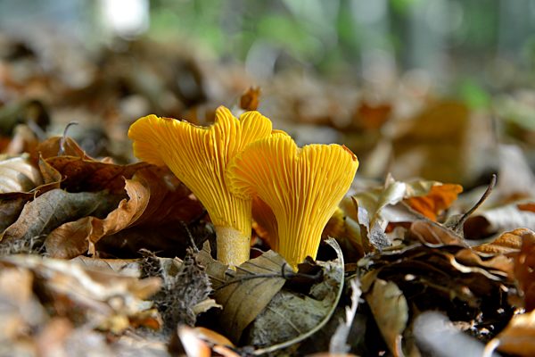 Echter Pfifferling, Eierschwamm oder Rehling (Cantharellus cibarius), Schwarzwald, Baden-Württemberg, Deutschland, Europa