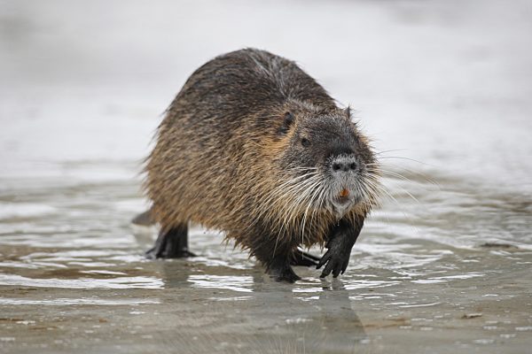 Nutria, auch Sumpfbiber (Myocastor coypus) auf der Eisfläche eines Teiches, Bayern, Deutschland, Europa