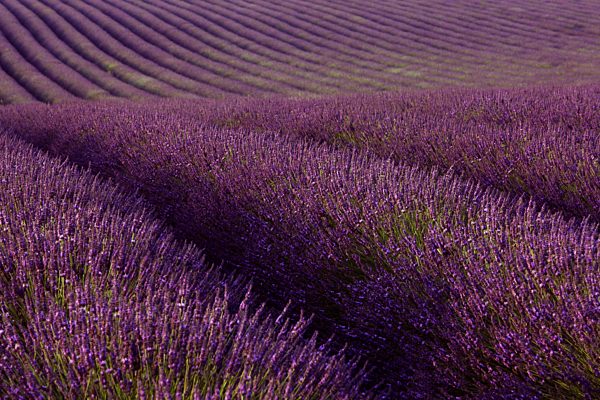 Lavendelfeld (Lavandula angustifolia), Plateau de Valensole, Département Alpes-de-Haute-Provence, Frankreich, Europa