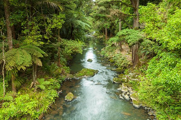 Hatea River, Fluss direkt unterhalb der Whangerai Falls, Whangerei, Northland, Nordinsel, Neuseeland, Ozeanien