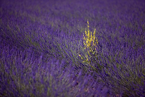 Lavendelfeld (Lavandula angustifolia), Plateau de Valensole, Département Alpes-de-Haute-Provence, Frankreich, Europa