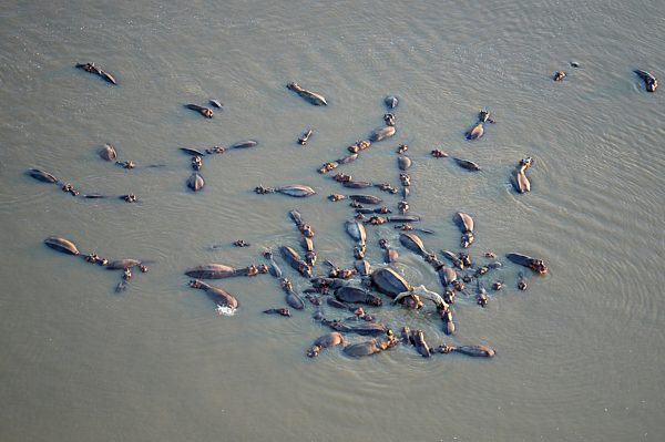 Flusspferde, Nilpferde (Hippopotamus amphibicus) stehen im flachen Wasser, Luftaufnahme, Luangwa Fluss, South Luangwa Nationalpark, Sambia, Afrika