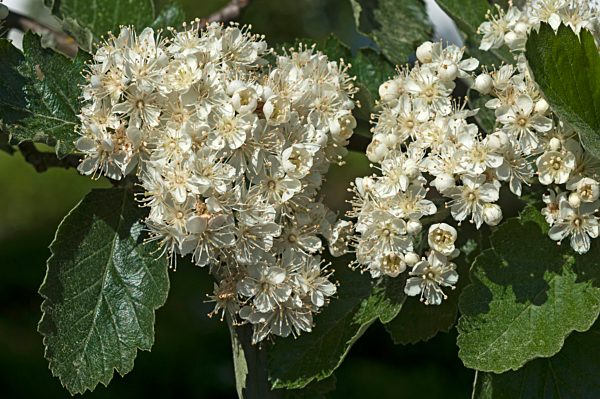 Blüten einer Echten Mehlbeere (Sorbus aria), Bayern, Deutschland, Europa