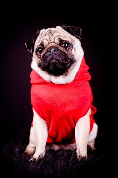 Mops mit Hundekleidung