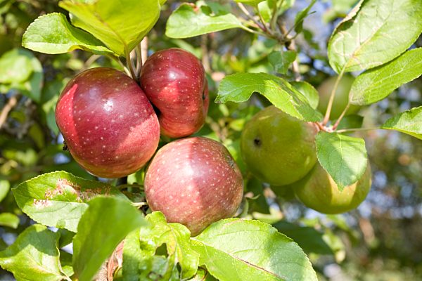 Bioäpfel (Malus domestica)
