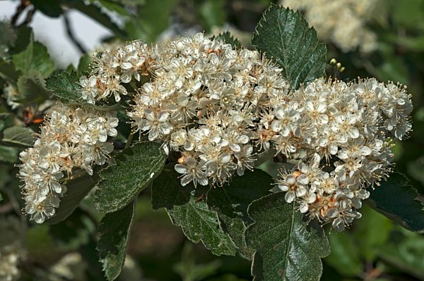 Blüten einer Echten Mehlbeere (Sorbus aria), Bayern, Deutschland, Europa