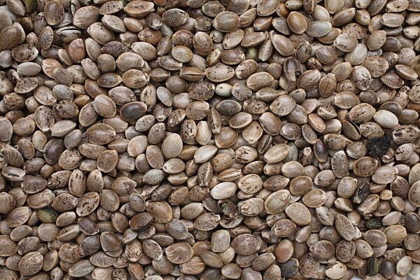 Hanfsamen oder Hanfnüsse (Canabis sativa)