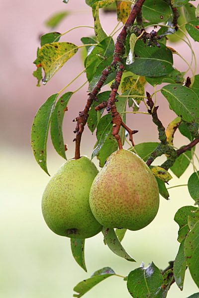 Unbehandelte Birnen hängen an einem Baum