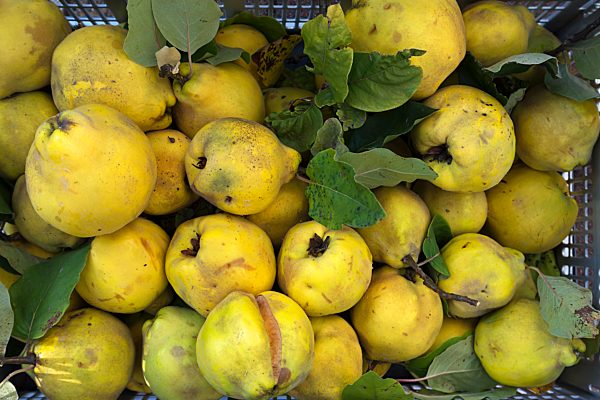 Frisch gepflückte Quitten (Cydonia oblonga), Franken, Bayern, Deutschland, Europa