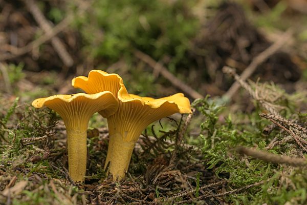 Echter Pfifferling (Cantharellus cibarius), Burgkwald, Ostthüringen, Deutschland, Europa