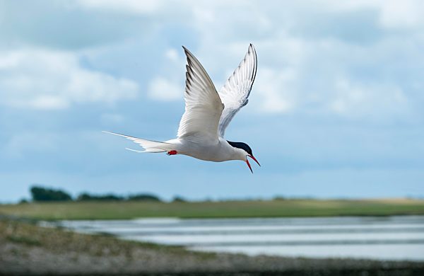 Küstenseeschwalbe (Sterna paradisaea), im Flug, Nordseeküste, Schleswig-Holstein, Deutschland, Europa