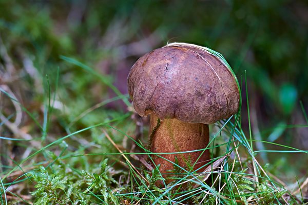 Flockenstieliger Hexen-Röhrling (Neoboletus erythropus), Gurktal, Kärnten, Österreich, Europa