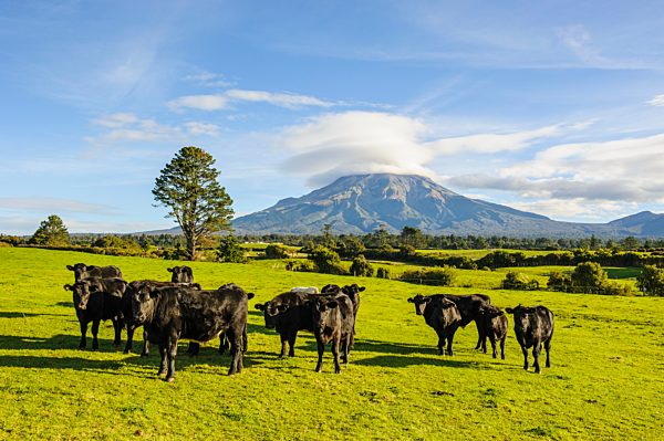 Kühe auf der Weide, dahinter Mount Taranaki, Nordinsel, Neuseeland, Ozeanien
