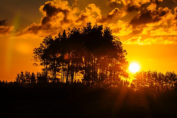 Sonnenuntergang hinter Baum-Silhouetten, Northland West Coast, Nordinsel, Neuseeland, Ozeanien
