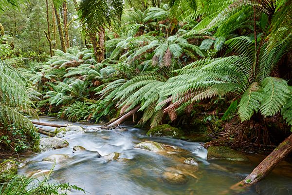 Bach durch den Regenwald, Great Otway National Park, Victoria, Australien, Ozeanien