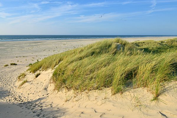 Grasbewachsene Randdünen mit Strand und Nordsee in der Ferne, Juist, Ostfriesische Insel, Ostfriesland, Niedersachsen, Deutschland, Europa