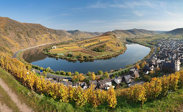 Moselschleife im Herbst, bei Bremm, Bremmer Calmont, Mosel, Rheinland-Pfalz, Deutschland, Europa
