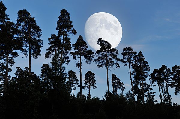 Kiefernwald mit Vollmond, Baden-Württemberg, Deutschland, Europa