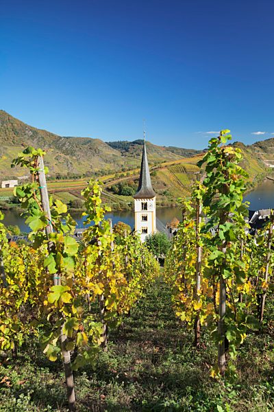 Weinberg an der Moselschleife bei Bremm, Bremmer Calmont, Mosel, Rheinland-Pfalz, Deutschland, Europa