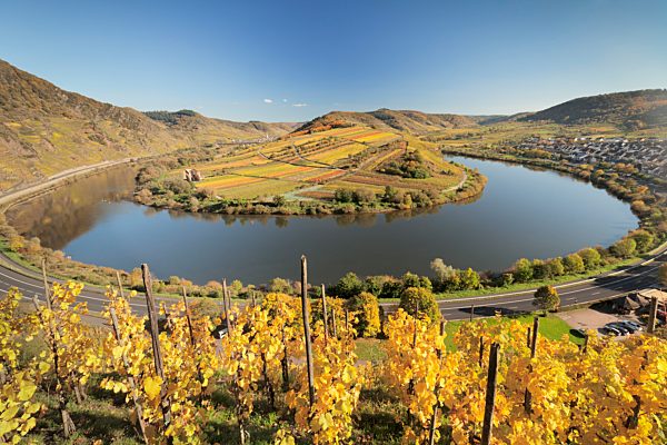Weinberg an der Moselschleife im Herbst bei Bremm, Bremmer Calmont, Mosel, Rheinland-Pfalz, Deutschland, Europa
