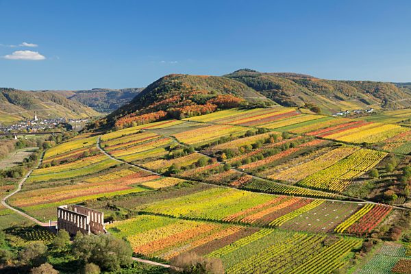 Weinberge bei Bremm mit Blick zur Klosterruine Stuben und nach Ediger-Eller, Mosel, Rheinland-Pfalz, Deutschland, Europa