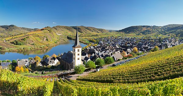 Weinberg an der Moselschleife bei Bremm, Bremmer Calmont, Mosel, Rheinland-Pfalz, Deutschland, Europa