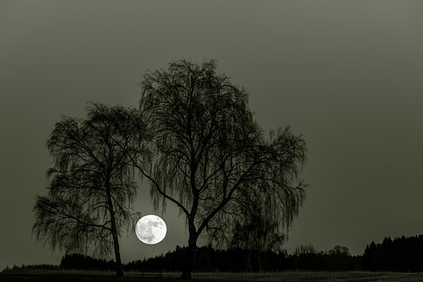Vollmond mit kahlen Birken (Betula), Dirlewang, Unterallgäu, Bayern, Deutschland, Europa