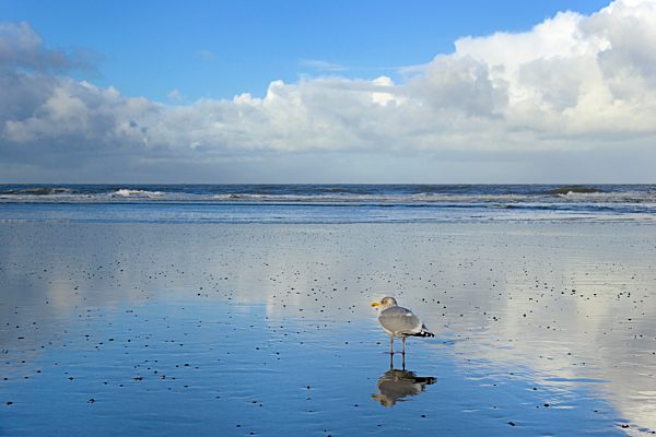 Silbermöwe (Larus argentatus) steht am Strand bei Ebbe und spiegelt sich im nassen Sand, Wolkenhimmel, Nordstrand, Norderney, Nordsee, Ostfriesische Inseln, Niedersachsen, Deutschland, Europa