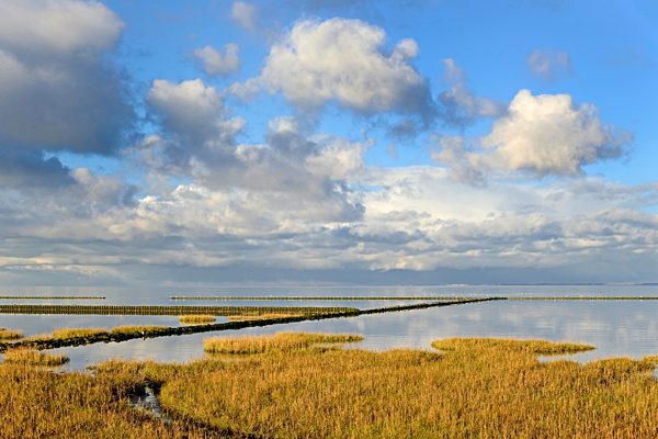 Küstenbefestigung am Wattenmeer mit Pionierpflanzen, Strandpflanzen, Norddeich, Nordsee, Niedersachsen, Deutschland, Europa