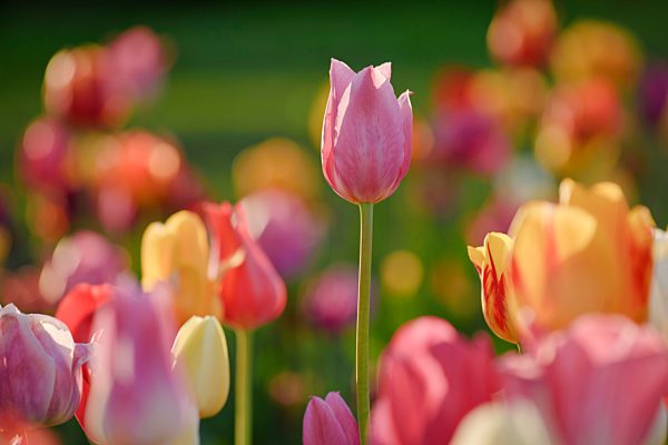 Bunte Tulpen (Tulipa) im Blumenbeet, Nordrhein-Westfalen, Deutschland, Europa