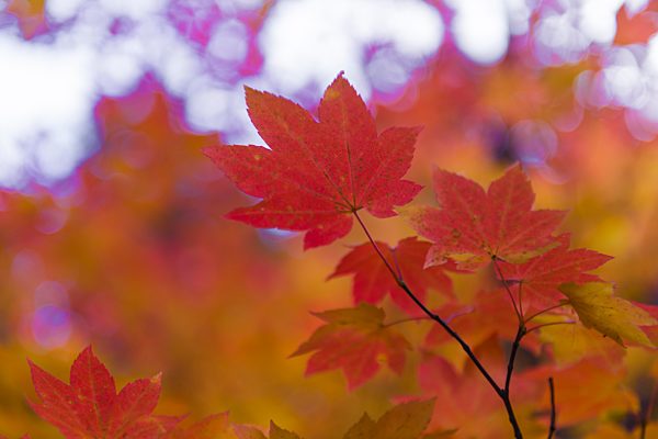 Indian summer, rote und orange Blätter eines Ahornbaumes (Acer), Herbstfärbung, Oregon, USA, Nordamerika