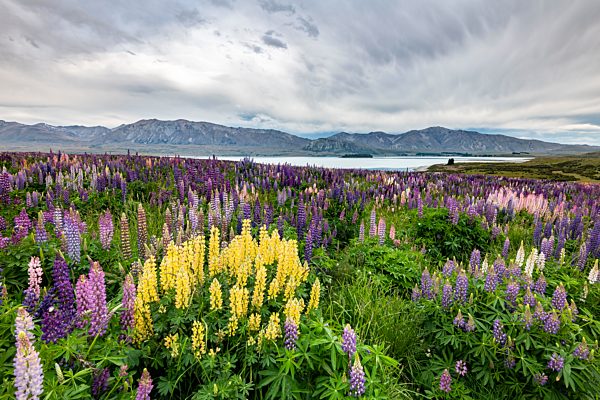 Bunte Vielblättrige Lupinen (Lupinus polyphyllus) am Uferbereich des Lake Tekapo, Canterbury, Südinsel, Neuseeland, Ozeanien