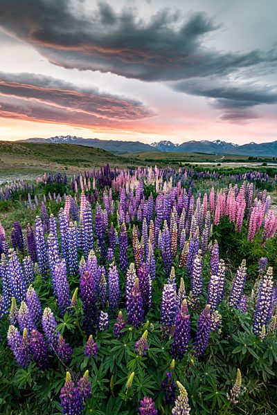 Bunte Vielblättrige Lupinen (Lupinus polyphyllus) am Uferbereich des Lake Tekapo bei dramatischer Lichtstimmung, Sonnenuntergang, Canterbury, Südinsel, Neuseeland, Ozeanien