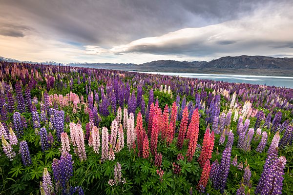 Bunte Vielblättrige Lupinen (Lupinus polyphyllus) am Uferbereich des Lake Tekapo, Canterbury, Südinsel, Neuseeland, Ozeanien