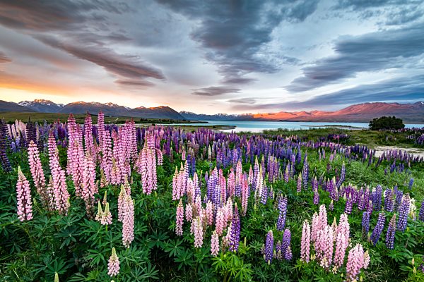 Bunte Vielblättrige Lupinen (Lupinus polyphyllus) am Uferbereich des Lake Tekapo bei dramatischer Lichtstimmung, Sonnenuntergang, Canterbury, Südinsel, Neuseeland, Ozeanien