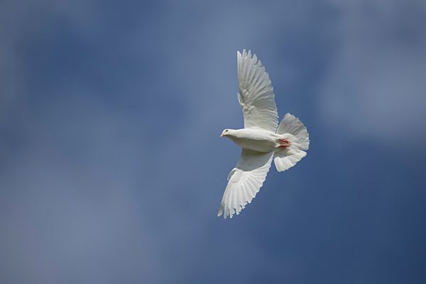 Lachtaube (Streptopelia risoria) im Flug, Suffolk, England, Großbritannien, Europa