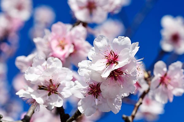 Mandelblüten, Gimmeldingen, Pfälzer Mandelpfad, Deutsche Weinstraße, Rheinland-Pfalz, Deutschland, Europa