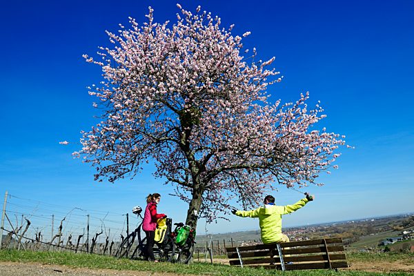 Radfahrer pausieren auf dem Pfälzer Mandelpfad bei Leinsweiler, Deutsche Weinstraße, Rheinland-Pfalz, Deutschland, Europa