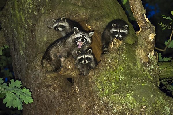 Waschbären (Procyon lotor), Fähe mit drei Jungtieren vor ihrer Baumhöhle, Hessen, Deutschland, Europa
