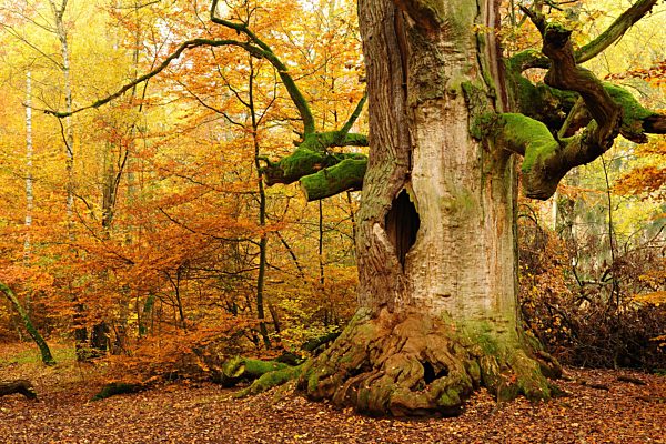 Die Kamineiche im Herbst, hohle Eiche (Quercus) mit Moos bewachsen, Urwald Sababurg, Reinhardswald, Hessen, Deutschland, Europa