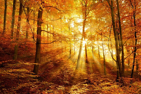 Morgendunst im Wald, goldenes Licht, Sonnenstrahlen leuchten durchs herbstliches Laub, Harz, Sachsen-Anhalt, Deutschland, Europa