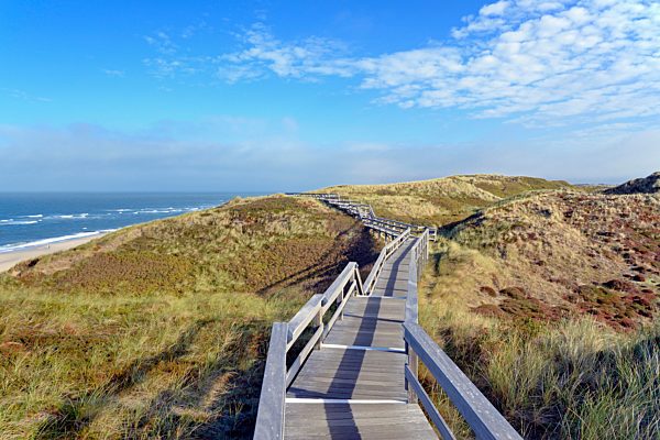 Bohlenweg führt durch die Dünen zum Strand von Wenningstedt, Sylt, Nordfriesische Insel, Nordsee, Nordfriesland, Schleswig-Holstein, Deutschland, Europa