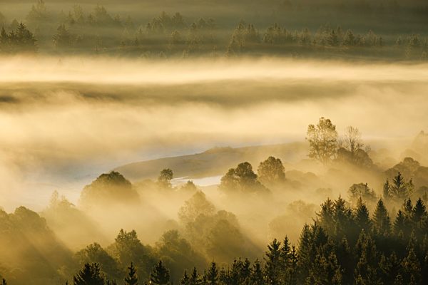 Nebel in der Pupplinger Au bei Sonnenaufgang, Naturschutzgebiet Isarauen, Isar zwischen Icking und Wolfratshausen, Oberbayern, Bayern, Deutschland, Europa