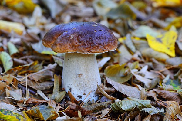 Steinpilz (Boletus edulis) zwischen Herbstlaub, Naturpark Barnim, Brandenburg, Deutschland, Europa