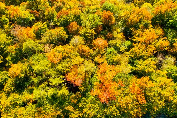 Herbstlicher Laubwald, Wolfratshausen, Luftbild, Oberbayern, Bayern, Deutschland, Europa